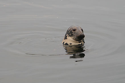 Photo: A grey seal.