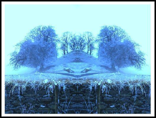 Photo: Trees by Shemore Loch Lomond.