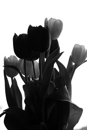 Photo: Black and white tulips.