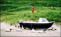 Photo: Udrigle beach with sheep and boat.