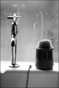 Photo: Cactus and tap.