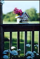 Photo: Flower pot on the deck.