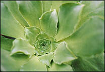 Photo: Succulent plant.