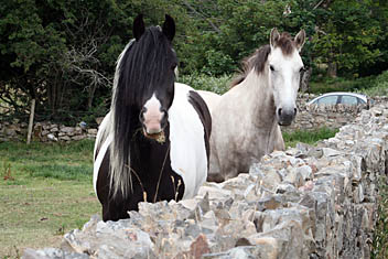 Photo: Horses in Ireland.