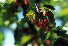 Photo: Cherries on tree, Italy.