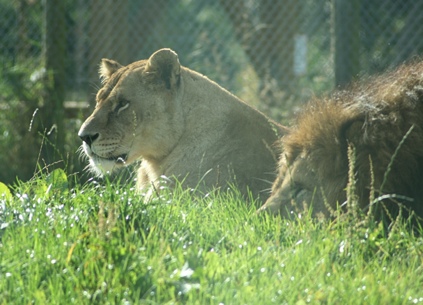 Lions at the Safari Park