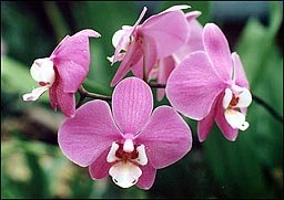 Photo: Orchid.