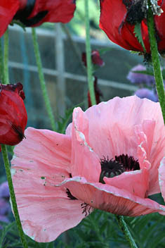 Photo: Pink and red Poppies, Kirklee allotments.