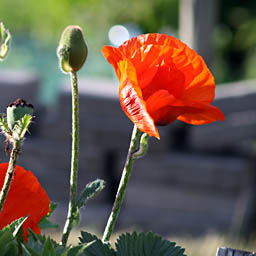 Photo: Red Poppies, Kirklee allotments.