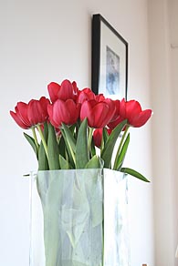 Photo: More red tulips.