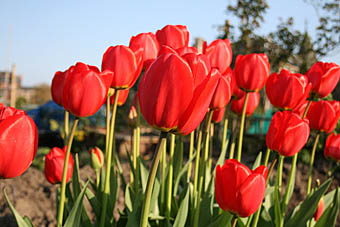 Photo: Red tulips at Kelvinside Allotments.