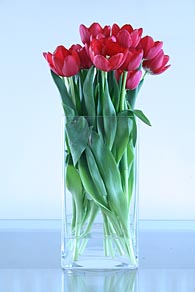 Photo: More Red tulips.