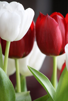 Photo: Red and White Tulips.