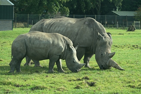 Rhinos at Blairdrummond Safarie Park