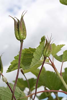 Photo: Seedpods at Allotment.