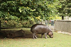 Photo: Small Hippo at Edinburgh Zoo.