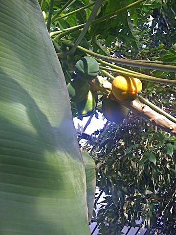 Photo: Sping in Botanic Gardens, Paw Paw fruit.