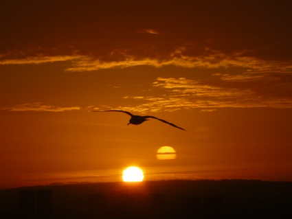 Photo: early bird.