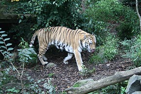 Photo: Tiger at Edinburgh Zoo.