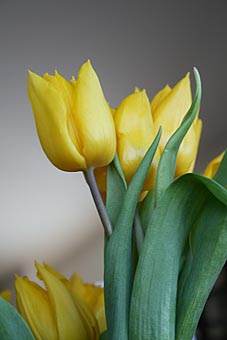 Photo: Tulips Spring 2009.