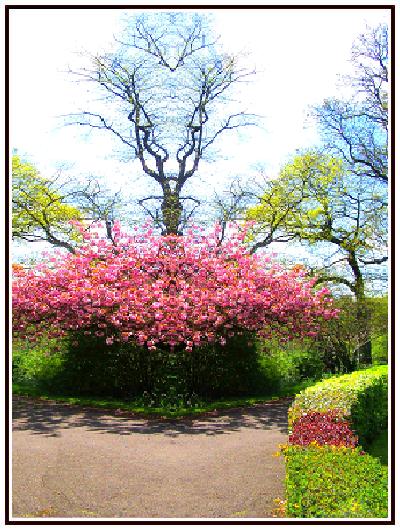 Photo: Glasgow Botanic Gardens.