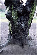 Photo: Tree trunk.