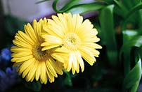 Photo: Yellow flower.