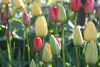Photo: Yellow tulips at Kelvinside Allotments.