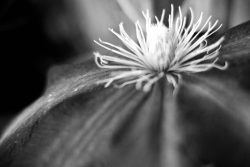 Black & White flower