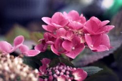 Balcony flowers