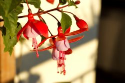 Fushia flowers on balcony