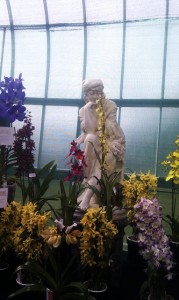 kibble orchids
