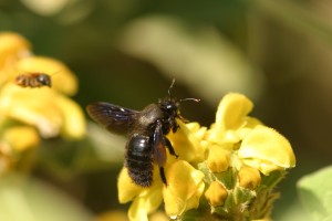 flower bee