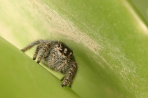 spider