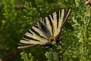 striped butterfly