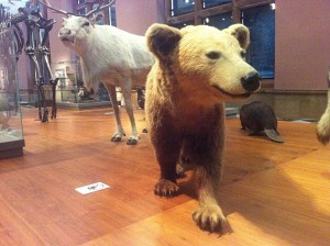 Stuffed Animals Kelvingrove Art Gallery