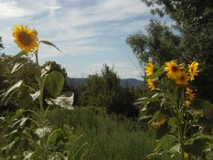 Sunflowers