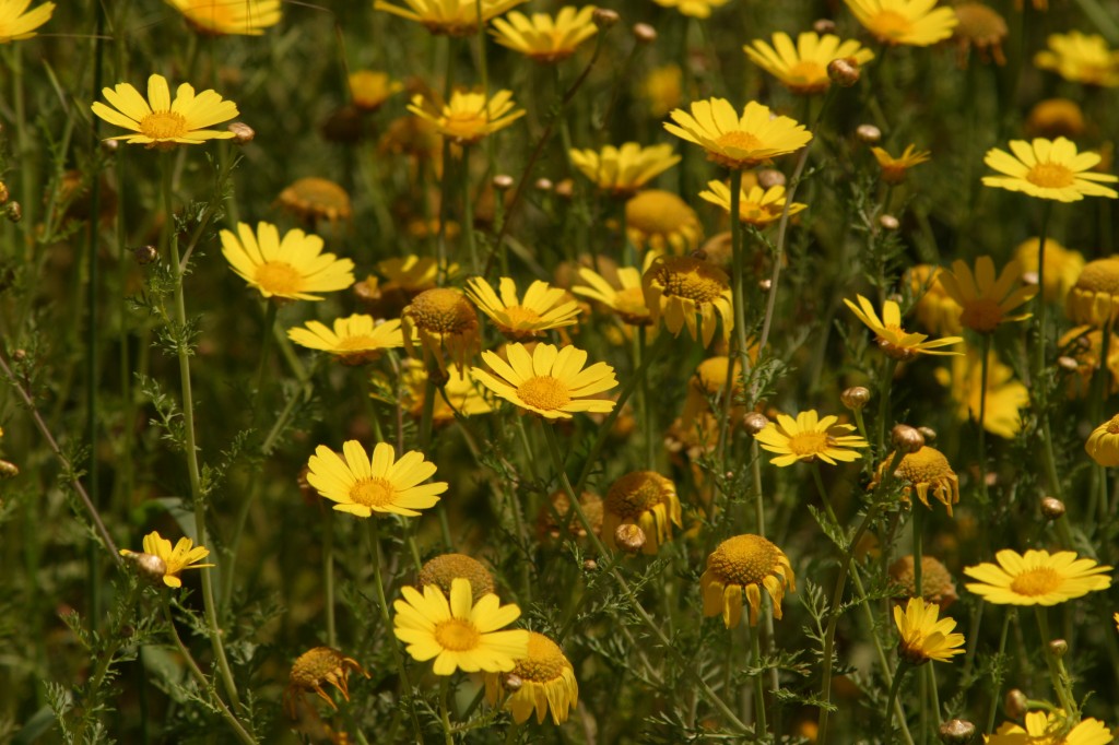 yellow daisies spetses