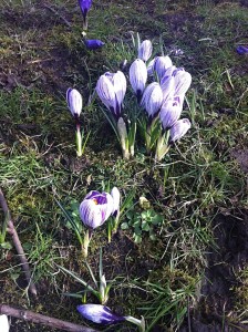 Crocus's are out