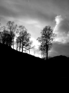 Tree landscape