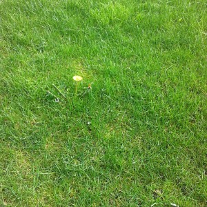 The Blessed Dandelion