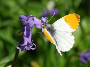 butterfly