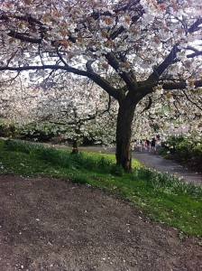 Cherry blossom
