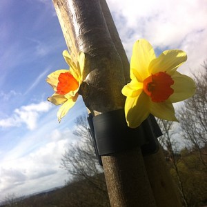 Daffs on a tree