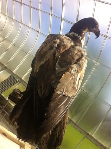 Stuffed Eagle