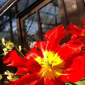 Red Tulip