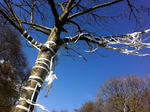 Tree with white tape