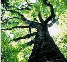 tree.jpg