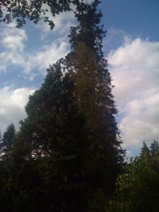 tallest tree