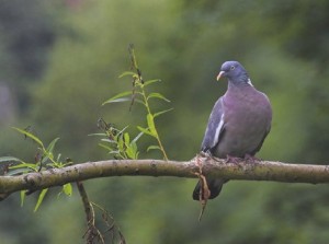 woodpigeon_tcm9-367037